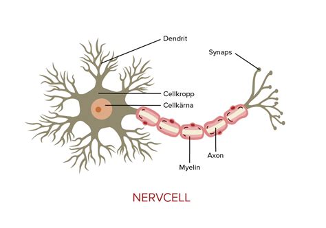 Nervcellen Läromedel Till Lektion I Biologi åk 7 8 9
