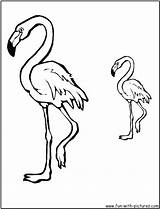 Flamingo Coloring Pink Drawing Line Getdrawings Cartoon Pages Color sketch template