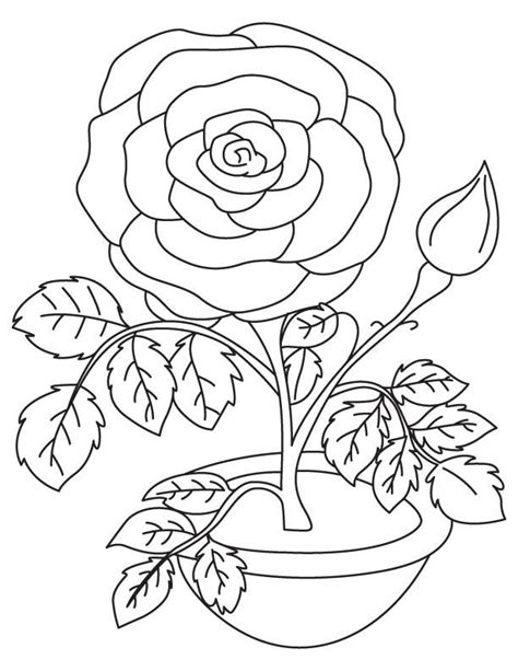 valentine rose coloring page rose coloring pages valentine coloring