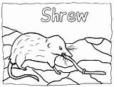 Shrew Coloring Pages Getdrawings Drawing sketch template