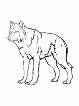 Coloring Wolf Pages Tribal Grey Printable Gray Drawing Wolves Polynesian Getdrawings Getcolorings Howl Sheets Color Clipartmag Colorings sketch template