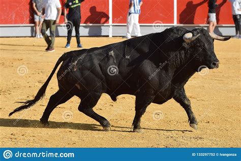 bull spanish bravo stock photo image  dangerous spanish