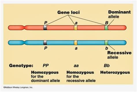 127 Chromosomes Dna Genes And Alleles Biology Notes For Igcse 2014