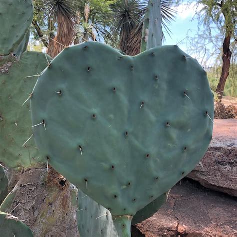 ethel  botanical cactus garden las vegas nv