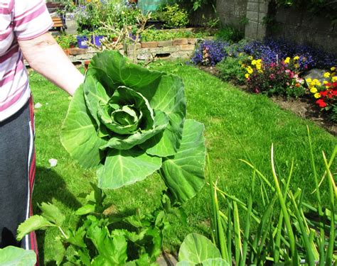 sow plant  grow cabbage seeds   garden dengarden