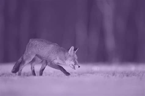 purple fox malware  evolves  spread   windows machines