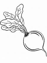 Beet Coloring Pages Turnip Drawing Vegetables Getdrawings Recommended sketch template