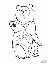 Bear Coloring Asia Drawing Cub Pages Teddy Printable Clipart Line Online Color Bears Moon Asiatic Supercoloring Taiga Animals sketch template