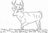 Coloring Deer Pages Tailed Print Activity Totally Leisure Enjoyable Time Whitetail Library Clipart Line sketch template