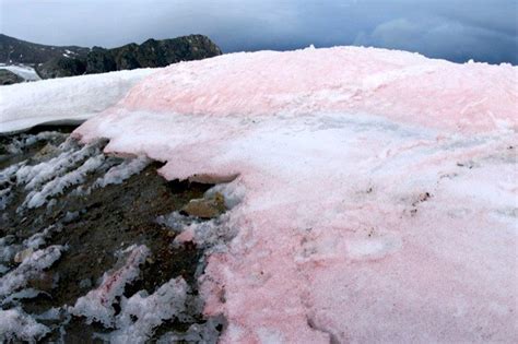 mysterious microbes turning  worlds ice pink earth