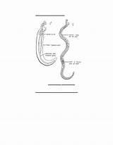 Schistosoma sketch template