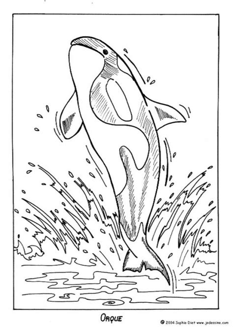 killer whale coloring pages hellokidscom