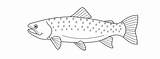 Trout Salmon sketch template