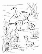 Swans Cygnet Two Pages2color Animals Cookie Copyright sketch template
