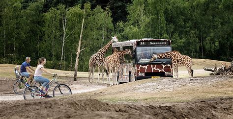 safaripark beekse bergen kurzurlaub auf aussergewohnlicher safari mitten  holland im zoo und
