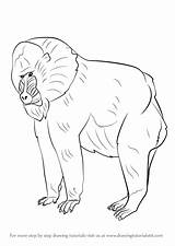 Mandrill Draw Drawing Step Primates Tutorials sketch template