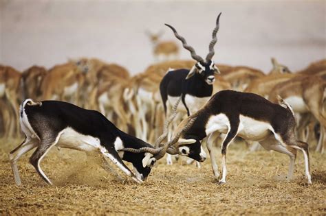antelope animal wildlife