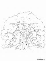 Tree Oak Coloring Pages Color Kids Printable Recommended sketch template