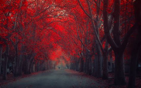 red trees autumn fall seasons wallpapers hd desktop  mobile