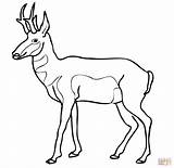 Antelope Pronghorn Coloring Pages North American Clipart Drawing Printable Impala Print Wildlife Color Saiga Designlooter Sketch Head Template Drawings 47kb sketch template