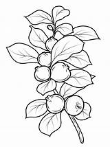 Guava Coloring Pages Strawberry Drawing Printable Fruits Color Getcolorings Section Cross Its Getdrawings sketch template