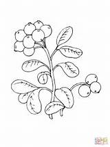 Jagody Lingonberry Mirtillo Kolorowanka Berries Frutto Mirtilli Supercoloring Disegno Huckleberry Ausmalbild Colorear Tattoo sketch template