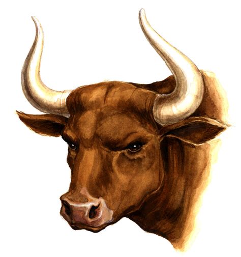 bull toks beverley cokers blog