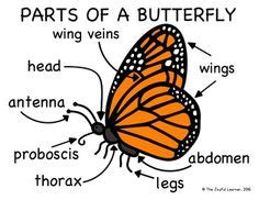 kids     recognize  parts   butterfly    identify