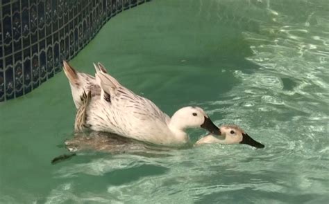female ducks…mating backyard ducks