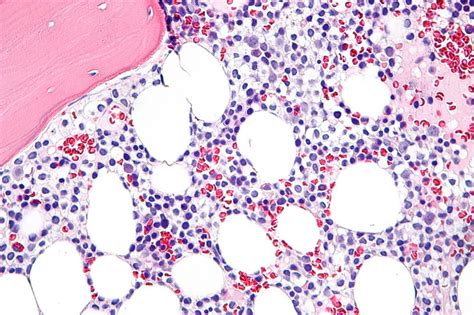 a collection of surgical pathology images