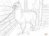 Alpaca Coloring Realistic Pages Drawing Printable Draw Llama Mcoloring Sheets Designlooter Animals Farm sketch template