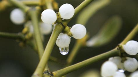 More Than You Ever Needed To Know About Mistletoe Mental Floss