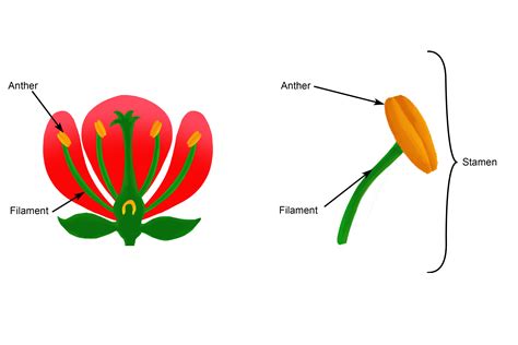 stamen   male reproductive part   flower