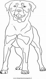 Rottweiler Coloring Pages Collie Drawing Color Print Puppy Getcolorings Getdrawings Puppies Printable sketch template