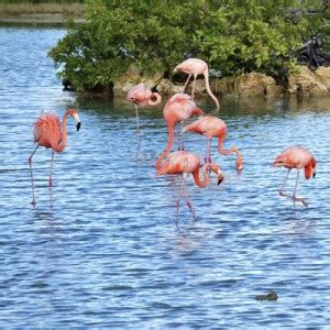flamingos curacao  willibrordus vind je prachtige flamingoswanna haves curacao