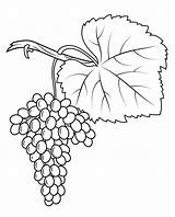 Coloring Grapes Pages Print Fiano Drawing Crafts Kids sketch template