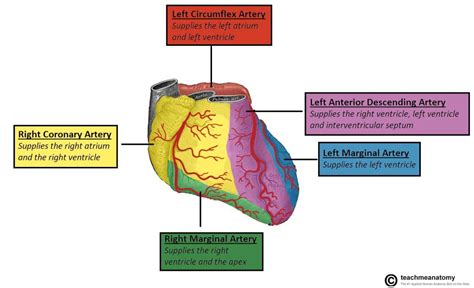 vasculature   heart teachmeanatomy