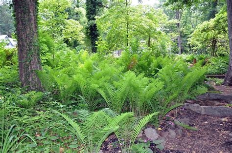 pin  hot hands  garden scape ferns garden forest garden garden