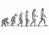 Evolution Human Illustration Drawing Drawings Google Stages Theory Illustrations Artwork Life Tattoo Size Book Class Projects Kr G2 sketch template
