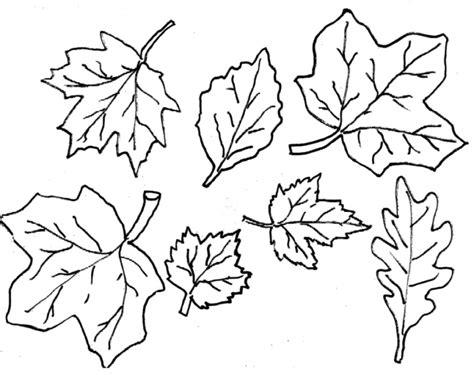 images  autumn leaf outline printable fall clipart wikiclipart