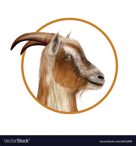 donkey head royalty  vector image vectorstock