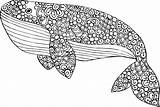 Whale Coloring Blue Pages Printable Adult Kids Para Adults Orca Mandalas Colorear Colouring Kidspressmagazine Sheets Print Colores Dibujos Ballena Animales sketch template