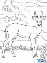 Tailed Whitetail sketch template