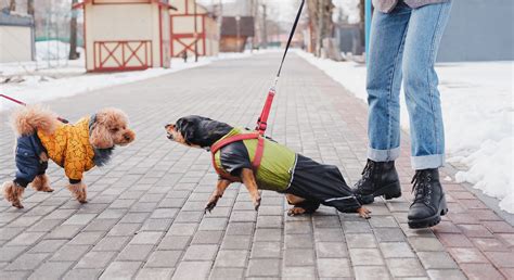 reactive dog training     walks
