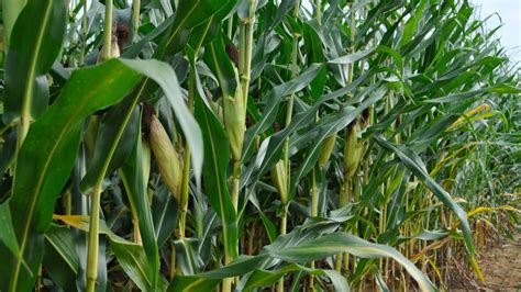 stronger corn stalks  lead  greater food security clemson news