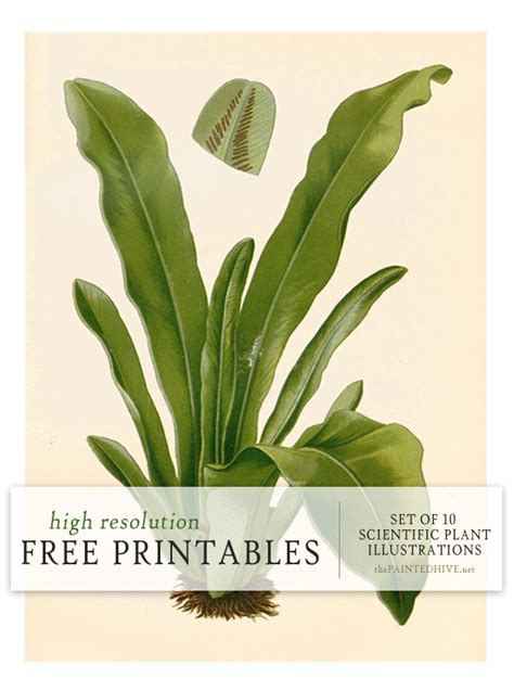 scientific plant printablesand  awesome  source