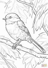 Chickadee Capped sketch template