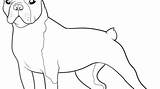 Boston Terrier Coloring Pages Printable Winsome Print Getcolorings Color Getdrawings sketch template