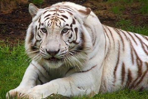 penjaga kebun binatang tewas diterkam harimau putih republika