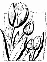 Coloring Pages Spring Flowers Flower Color Printable Drawings Tulips Four Nature Food Sheets Springtime Summer Book Colouring Print Para Select sketch template